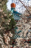 中山公园玉兰花