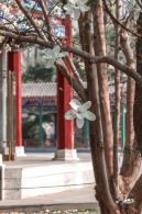 中山公园玉兰花