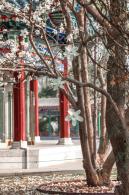 中山公园玉兰花