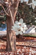 中山公园玉兰花