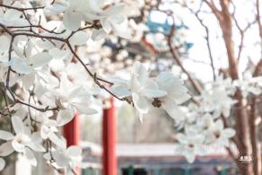 中山公园玉兰花