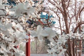 中山公园玉兰花