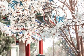中山公园玉兰花