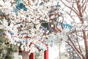 中山公园玉兰花