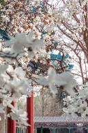 中山公园玉兰花