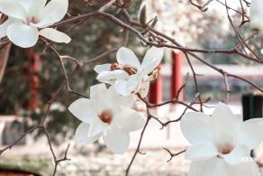 中山公园玉兰花
