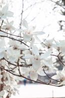 中山公园玉兰花