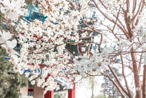中山公园玉兰花