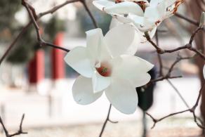 中山公园玉兰花