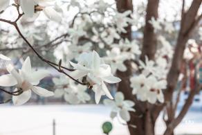 中山公园玉兰花