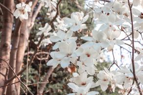 中山公园玉兰花