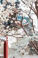 中山公园玉兰花