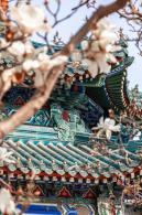 中山公园玉兰花