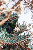 中山公园玉兰花