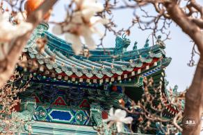 中山公园玉兰花