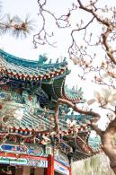 中山公园玉兰花