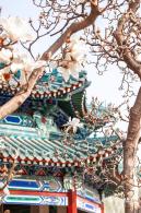 中山公园玉兰花