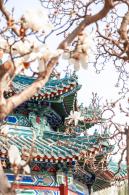 中山公园玉兰花