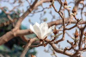中山公园玉兰花