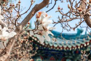 中山公园玉兰花