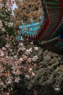 中山公园玉兰花