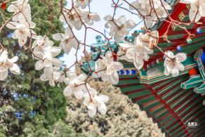 中山公园玉兰花