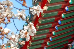 中山公园玉兰花