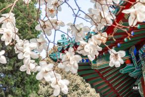 中山公园玉兰花