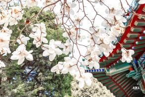 中山公园玉兰花