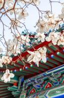 中山公园玉兰花