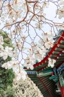 中山公园玉兰花