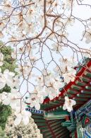 中山公园玉兰花