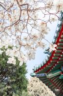 中山公园玉兰花