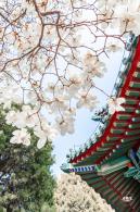 中山公园玉兰花