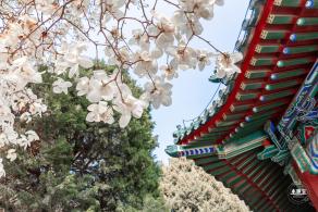 中山公园玉兰花