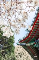 中山公园玉兰花
