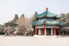中山公园玉兰花