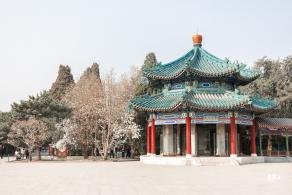 中山公园玉兰花