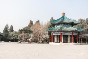 中山公园玉兰花