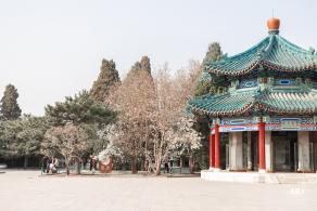 中山公园玉兰花