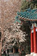 中山公园玉兰花