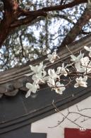 中山公园玉兰花