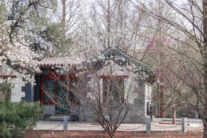 中山公园玉兰花