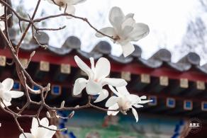 中山公园玉兰花