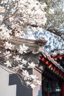 中山公园玉兰花