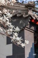 中山公园玉兰花