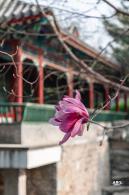 中山公园玉兰花