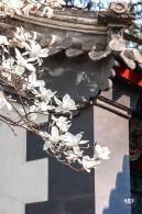 中山公园玉兰花