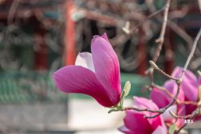 中山公园玉兰花