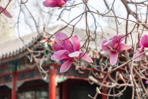 中山公园玉兰花
